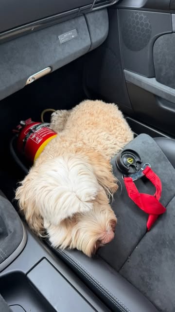 Hund als Beifahrer im Fahrzeug der Flat 6 Ranch
