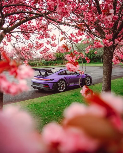 Porsche unter einem rosa blühenden Baum